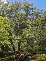 Lannea schweinfurthii