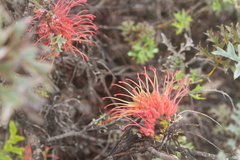 Grevillea bipinnatifida