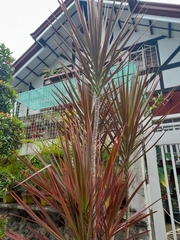 Dracaena reflexa angustifolia