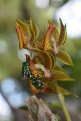 Mormodes buccinator