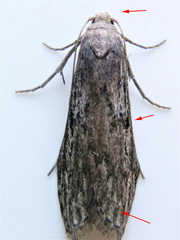 Aphomia terrenella