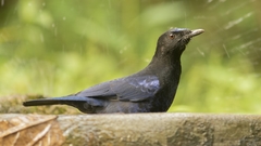Myophonus horsfieldii