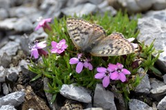 Boloria alberta