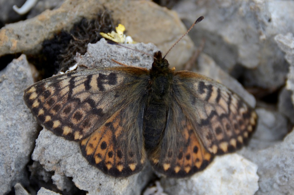 Alberta Fritillary