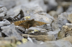 Boloria alberta