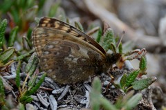 Boloria alberta
