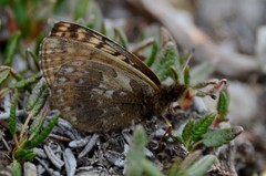 Boloria alberta