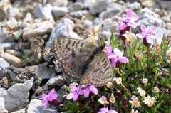 Boloria alberta