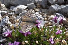 Boloria alberta
