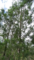 Callitris glaucophylla