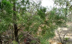 Callitris glaucophylla