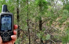 Callitris glaucophylla