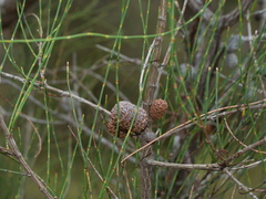 Allocasuarina paludosa