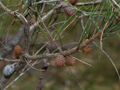 Allocasuarina paludosa