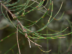 Allocasuarina paludosa
