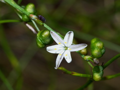 Caesia parviflora parviflora