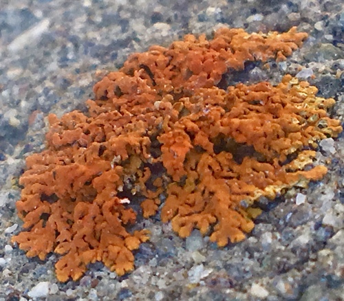 iNaturalist observation photo of Pin-cushion Sunburst Lichen