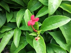 Ruspolia hypocrateriformis