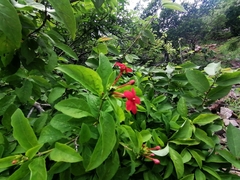 Ruspolia hypocrateriformis