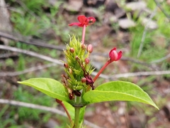 Ruspolia hypocrateriformis