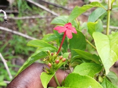 Ruspolia hypocrateriformis