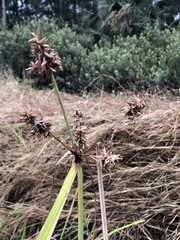 Cyperus ligularis image