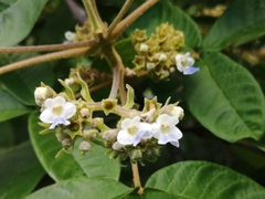 Vitex patula