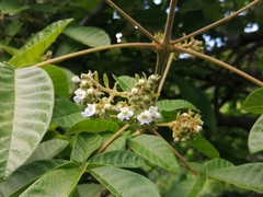 Vitex patula