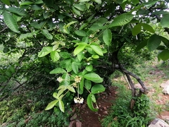 Vitex patula
