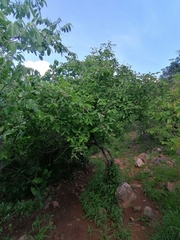 Vitex patula