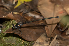 Podopteryx selysi