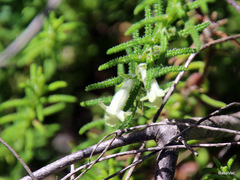 Chloanthes stoechadis