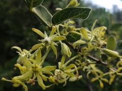 Vangueria dryadum