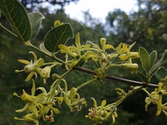 Vangueria dryadum