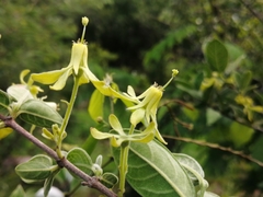Vangueria dryadum