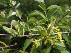 Vangueria dryadum