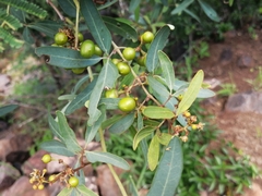 Rhoicissus revoilii