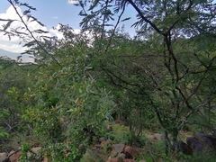Rhoicissus revoilii