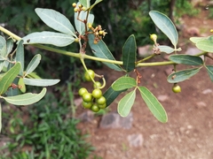 Rhoicissus revoilii