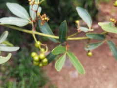 Rhoicissus revoilii