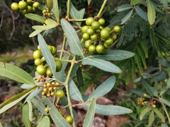 Rhoicissus revoilii