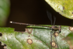 Episynlestes cristatus