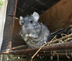 Chinchilla lanigera