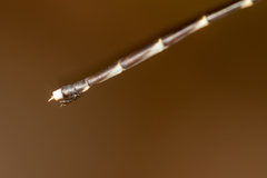 Episynlestes cristatus