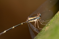 Episynlestes cristatus