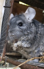 Chinchilla lanigera