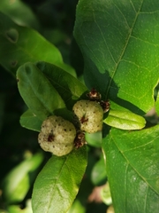 Croton menyharthii