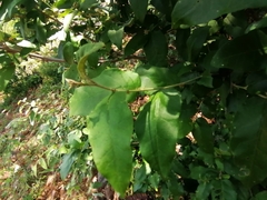Croton menyharthii