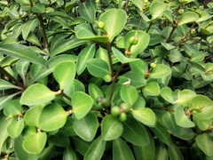 Euphorbia transvaalensis