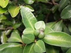 Euphorbia transvaalensis